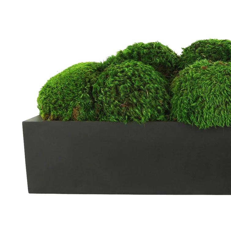 Nature's Nostalgia Moss Plant in Fiberstone Planter