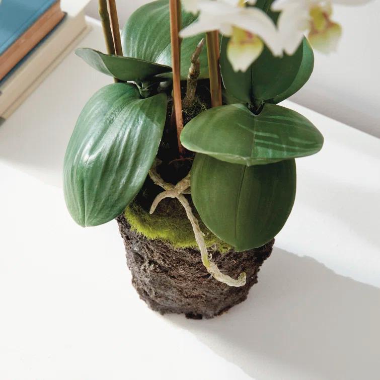 Conservatory PHALAENOPSIS Orchid Drop-in 20-INCH