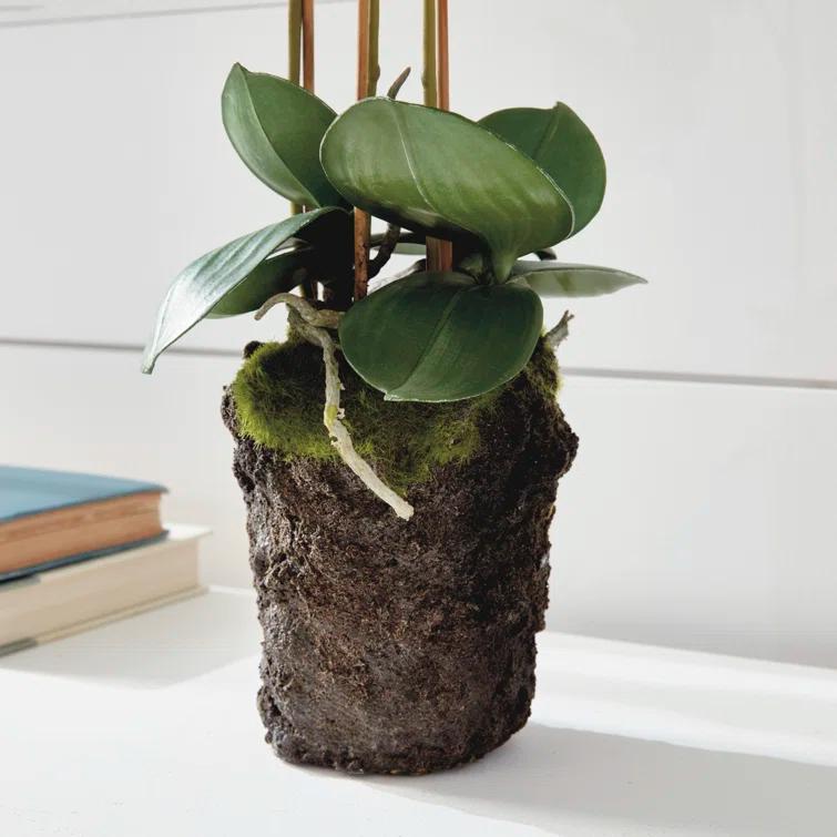 Conservatory PHALAENOPSIS Orchid Drop-in 20-INCH