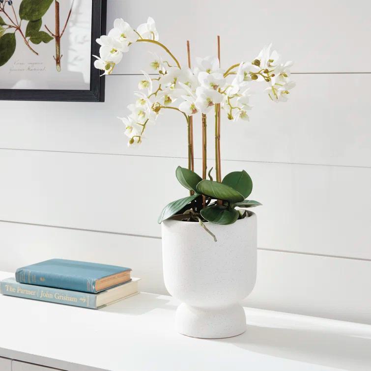 Conservatory PHALAENOPSIS Orchid Drop-in 20-INCH