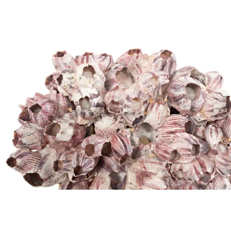 Phillips Collection Barnacle Cluster Wall Art, LG