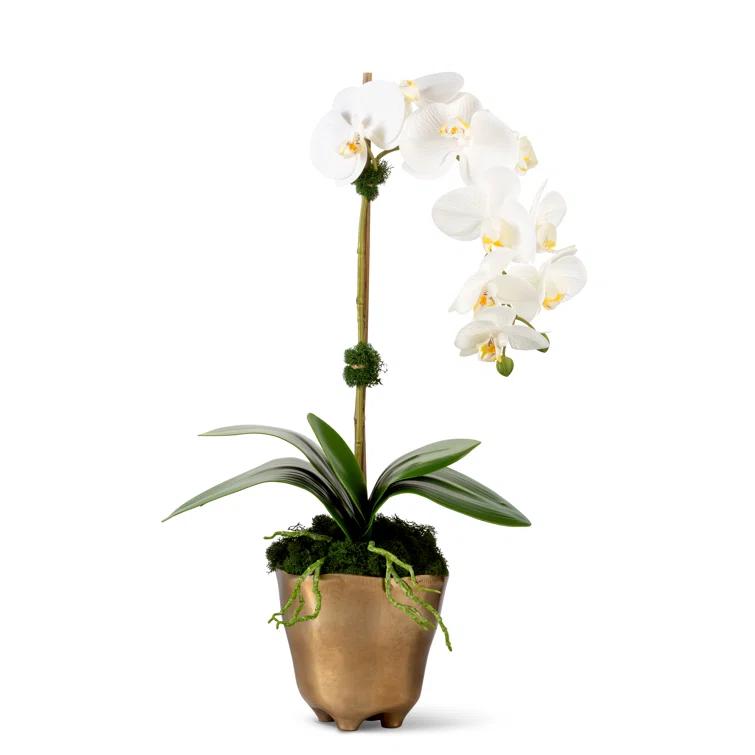 CocoBella Orchid Polyethylene (PE) Orchid Arrangement in Vase