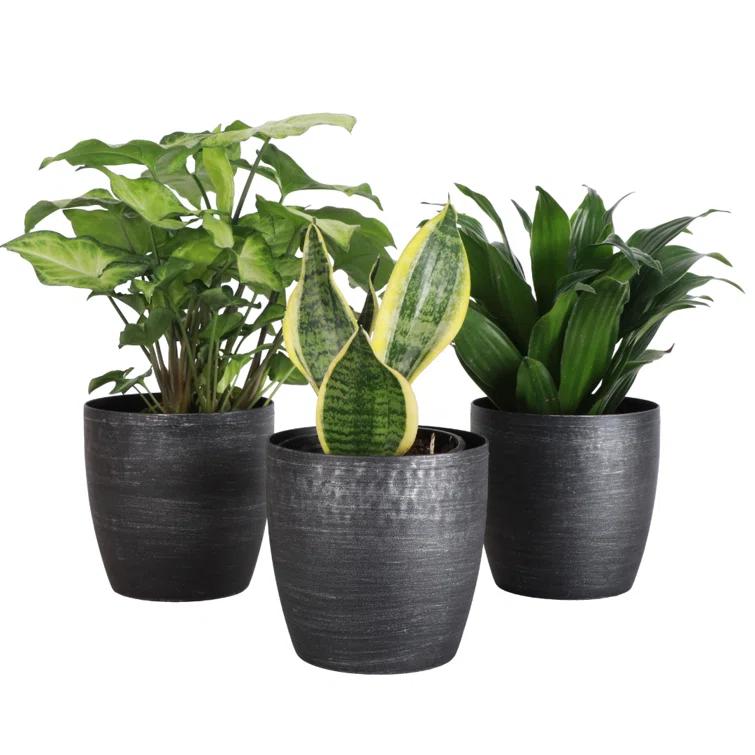 Thorsen's Greenhouse Live Low Light Houseplant Set