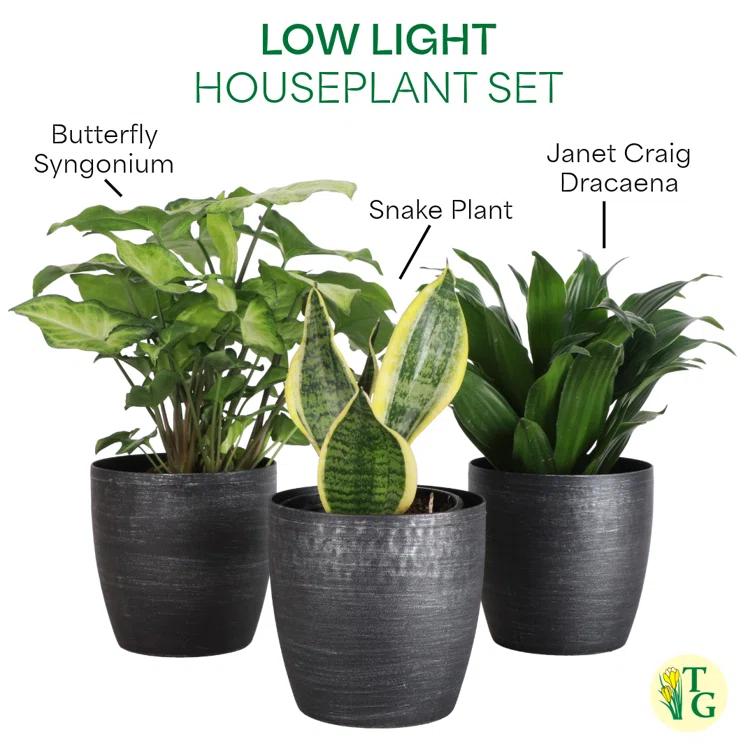 Thorsen's Greenhouse Live Low Light Houseplant Set