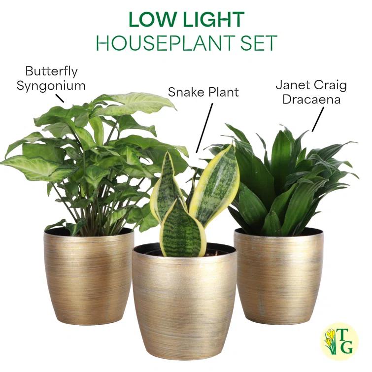 Thorsen's Greenhouse Live Low Light Houseplant Set of 3