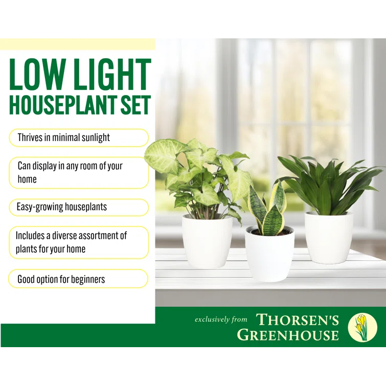 Thorsen's Greenhouse Live Low Light Houseplant Set of 3