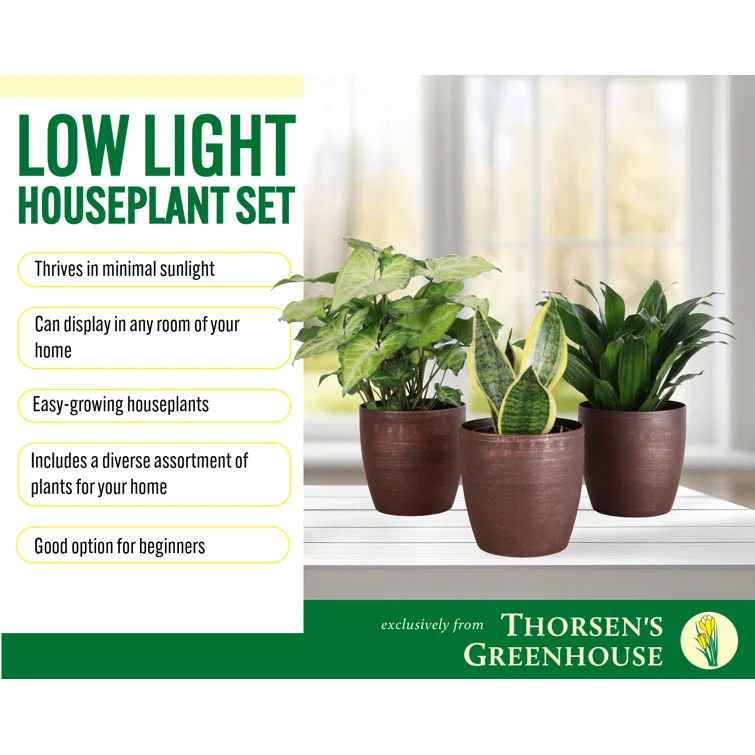 Thorsen's Greenhouse Live Low Light Houseplant Set