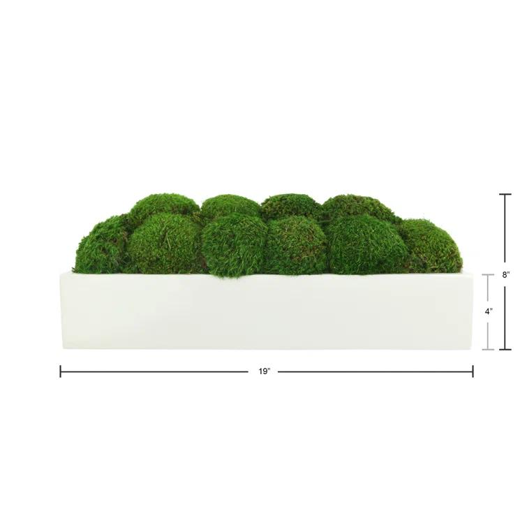 Nature's Nostalgia Moss Plant in Fiberstone Planter