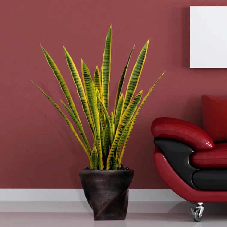 Panama 35'' Snake Plant in Planter