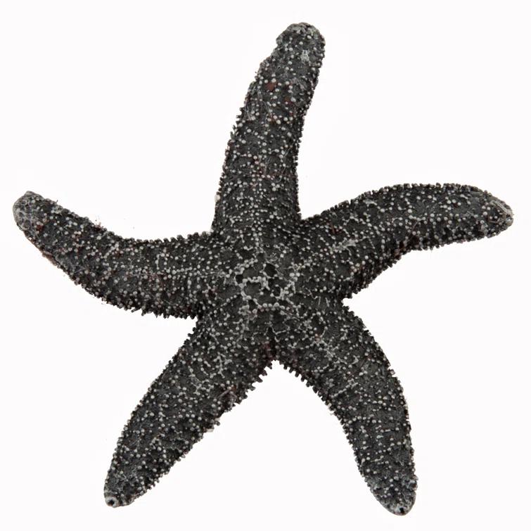 Acorn Natural Starfish Cabinet Knob