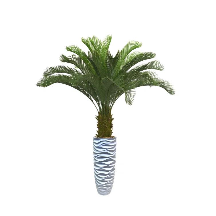PanamaCycad Tree in Planter