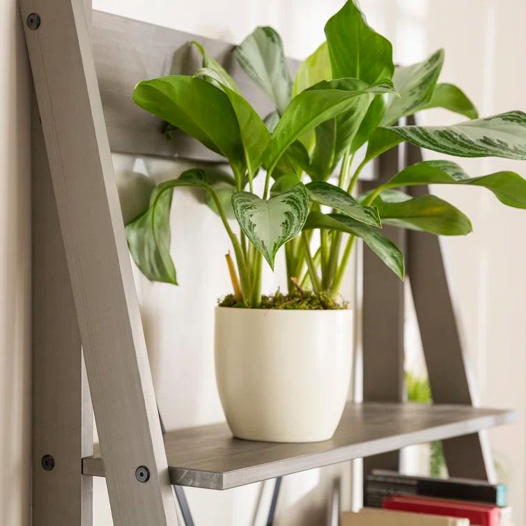 Roanoke Standard Ladder Bookcase