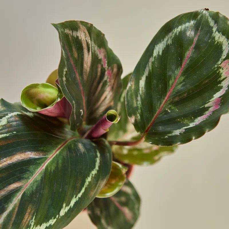 House Plant Shop House Plant Shop Live Foliage Plant