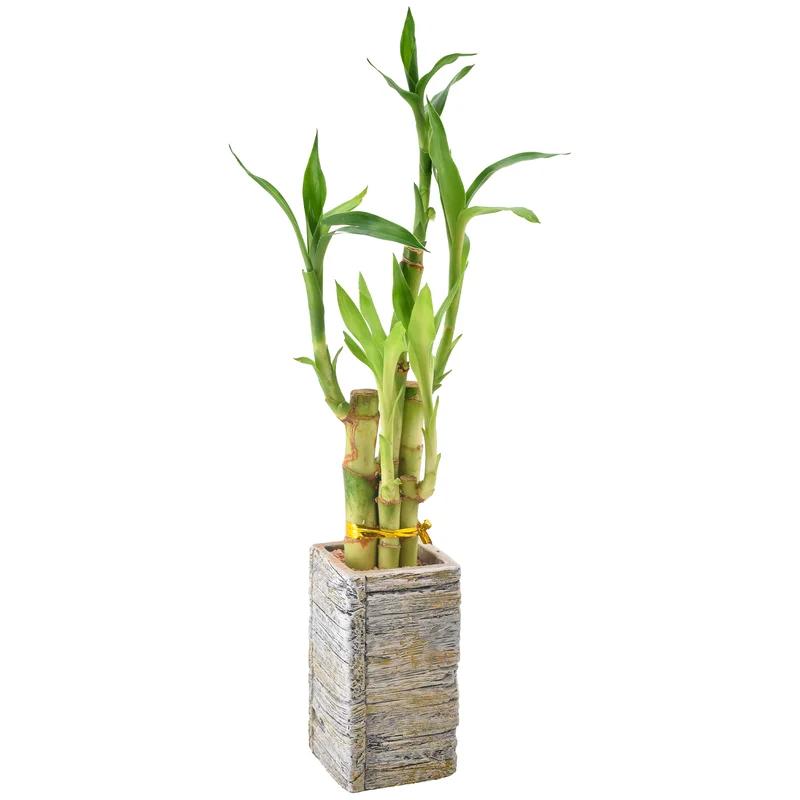 5-Stem Lucky Bamboo in Beige Wood Planter