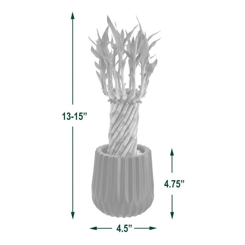 Tornado Lucky Bamboo 14" Green Stalks in 4.5" Black Ceramic Planter