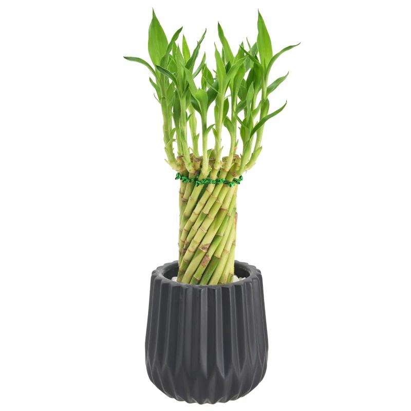 Tornado Lucky Bamboo 14" Green Stalks in 4.5" Black Ceramic Planter