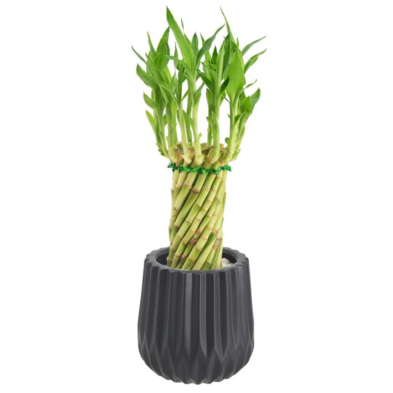 Tornado Lucky Bamboo 14" Green Stalks in 4.5" Black Ceramic Planter