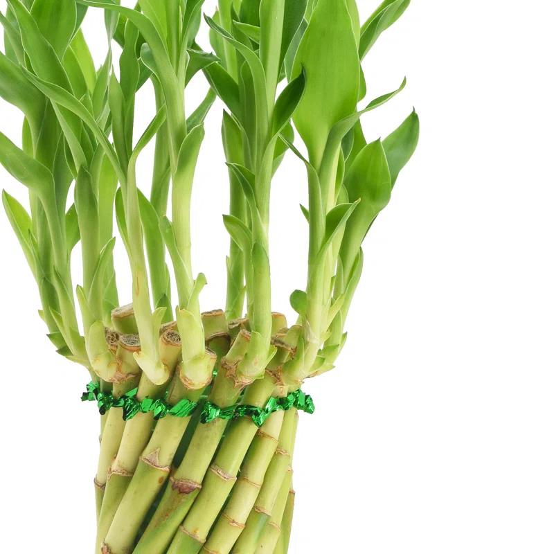 Arcadia Garden Products Arcadia Garden Products Live Bamboo Plant in Ceramic Planter