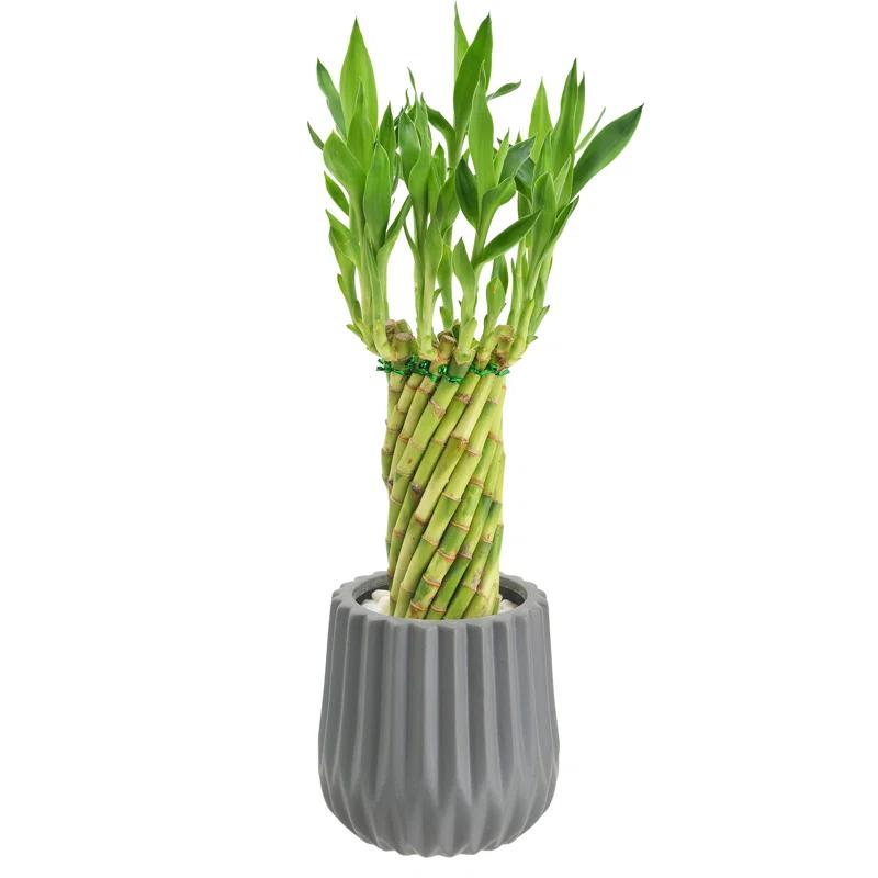 Arcadia Garden Products Live Bamboo Plant in Ceramic Planter