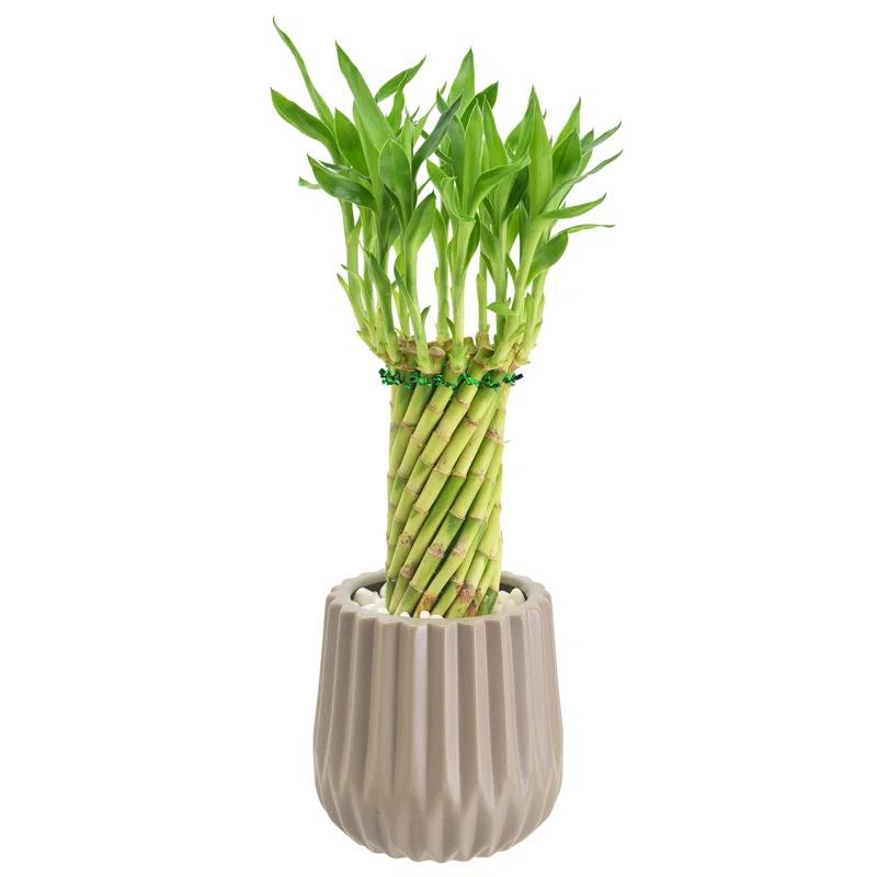 Arcadia Garden Products Arcadia Garden Products Live Bamboo Plant in Ceramic Planter