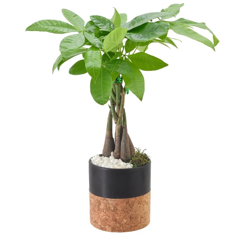 Large Indoor Money Tree in Black Ceramic Planter