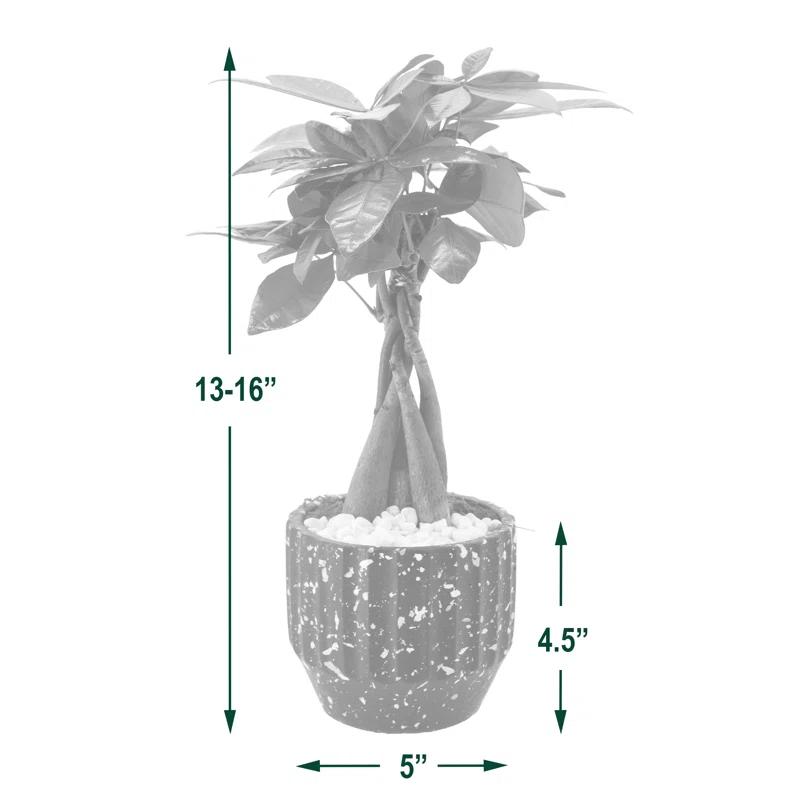 Arcadia Garden Products Live Money Tree (Pachira Aquatica) (Jade Plant) Plant in Ceramic Planter