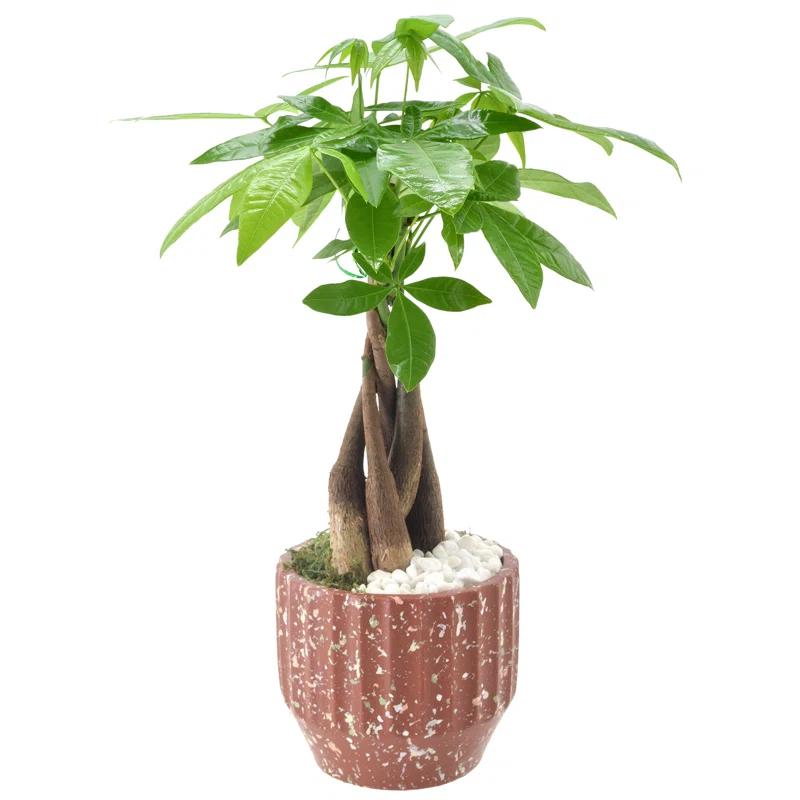 Arcadia Garden Products Live Money Tree (Pachira Aquatica) (Jade Plant) Plant in Ceramic Planter