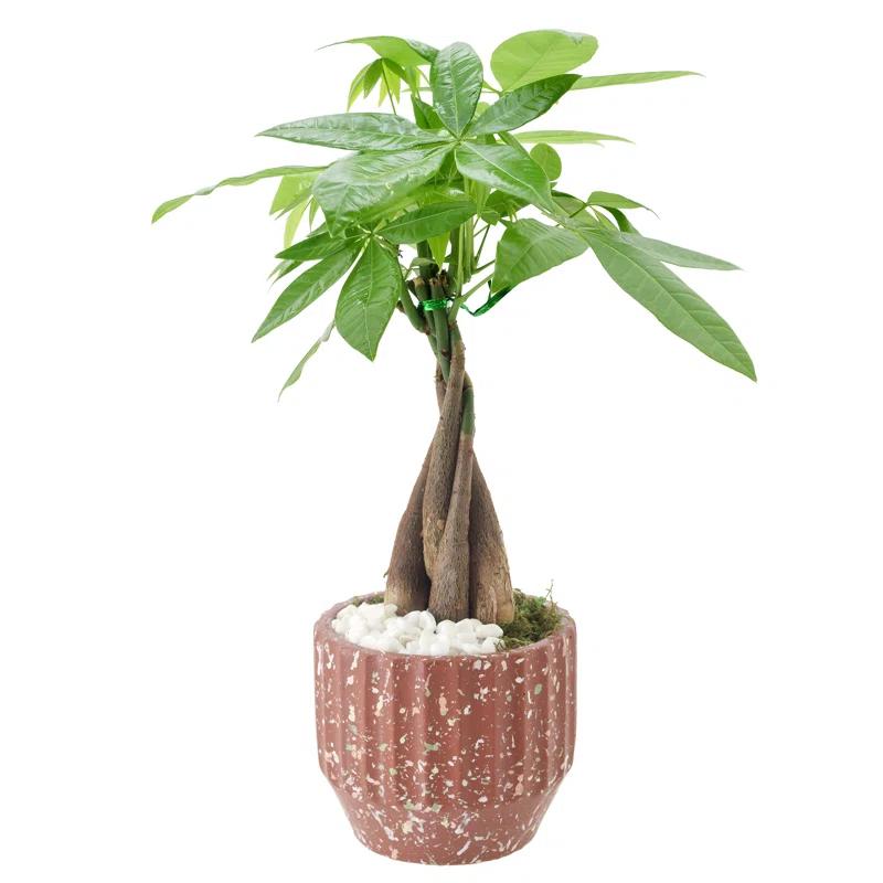 Radiant Red Ceramic 1.2" Money Tree with Year-Round Blooms