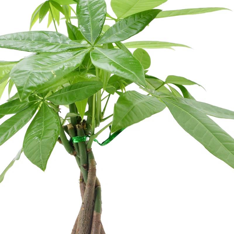 Arcadia Garden Products Live Money Tree (Pachira Aquatica) (Jade Plant) Plant in Ceramic Planter