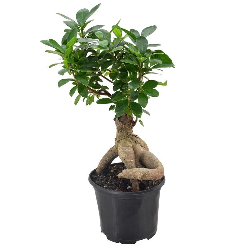 Elegant Ficus Bonsai in Black 6" Plastic Pot - Air Purifying Indoor Plant