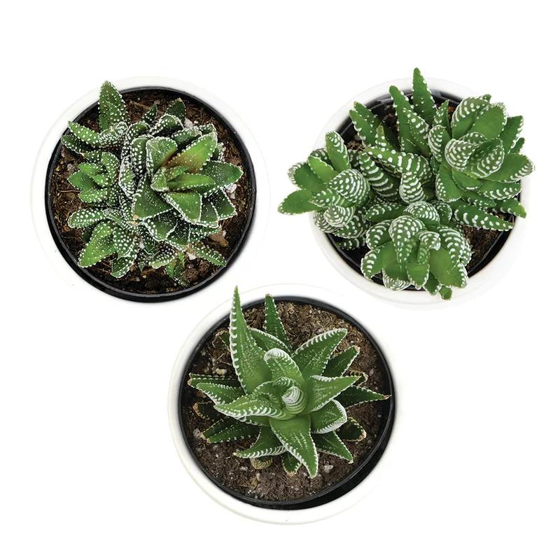 Lush Green Trio of Haworthia & Gasteria Succulents in Ceramic Pots