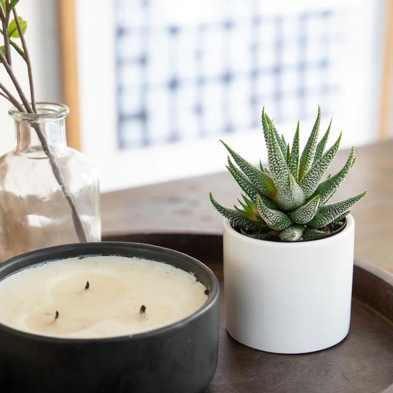 Lush Green Trio of Haworthia & Gasteria Succulents in Ceramic Pots