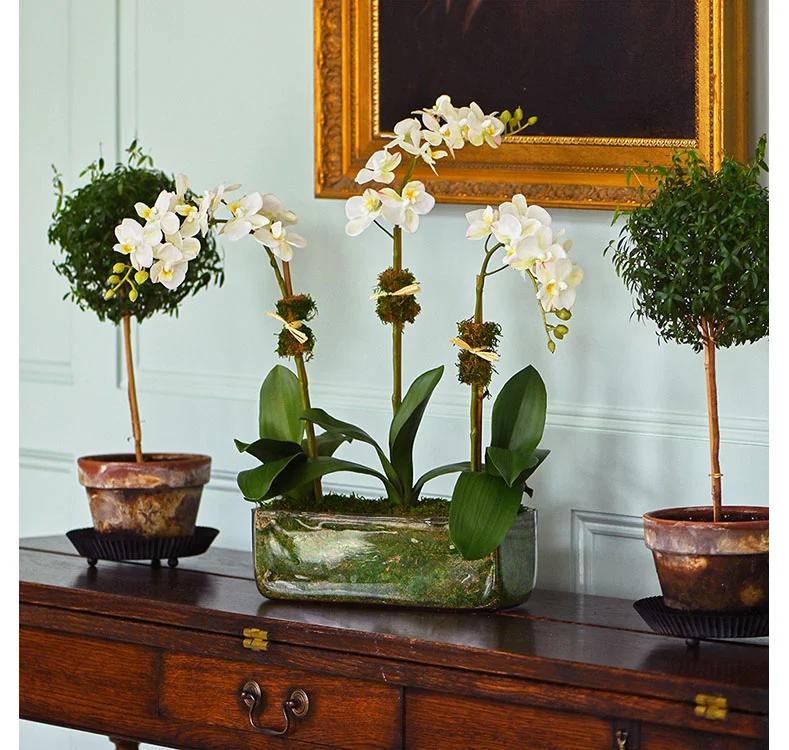 Elegant White Phalaenopsis Orchid Trio in Glass Vase