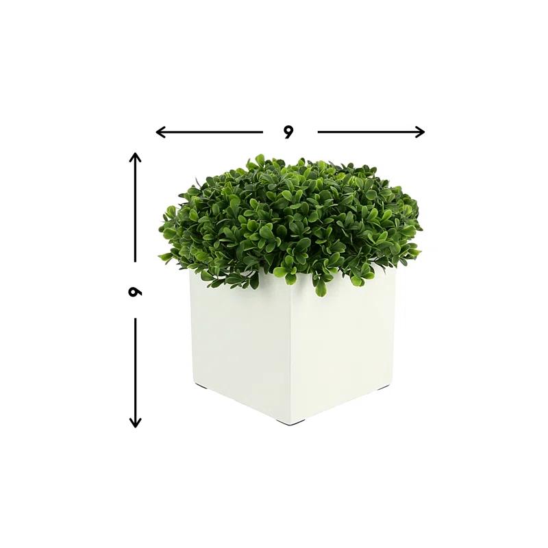 9" Green Boxwood Topiary in White Square Pot