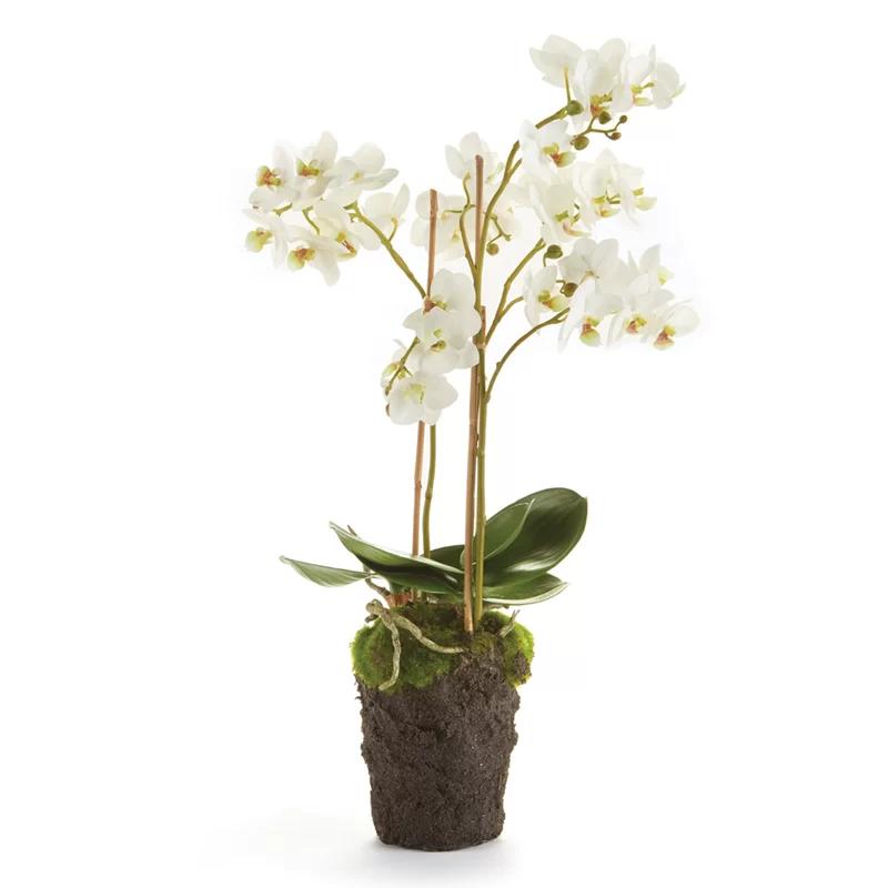 20-Inch White Phalaenopsis Orchid Drop-In Arrangement