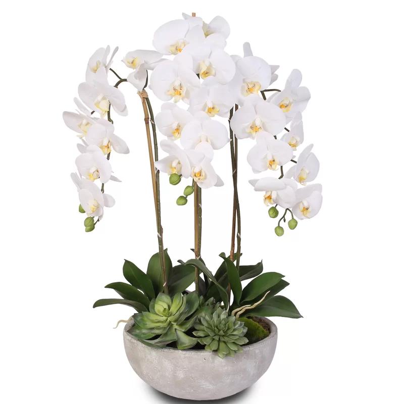 Elegant White Phalaenopsis Orchids & Succulents Stone Bowl Display