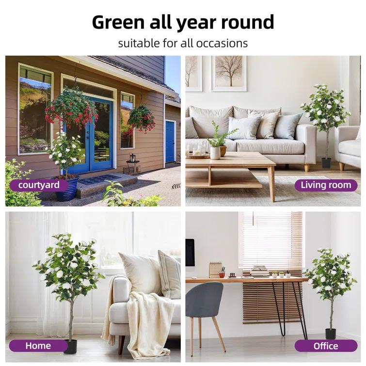 Primrue Primrue 49.2 Camellia Tree Plant (Set of 2)