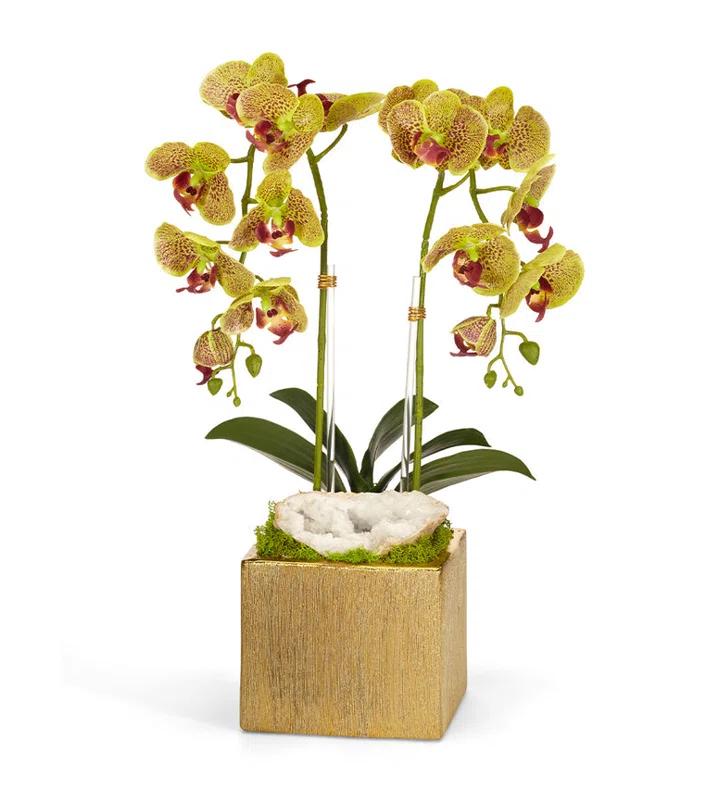 T&C Floral Company Orchid Arrangement in Planter