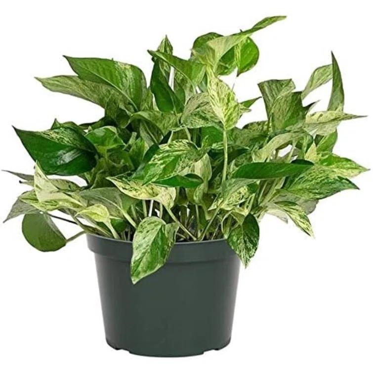 American Plant Exchange American Plant Exchange Marble Queen Pothos, 6-Inch Pot, Live Vining Plant, Easy Care Houseplant for Home & Garden