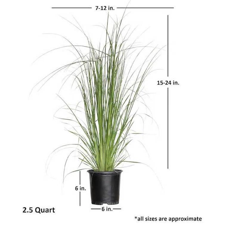 Plants by Mail 2.5 Quart Pampas Grass Live Plant