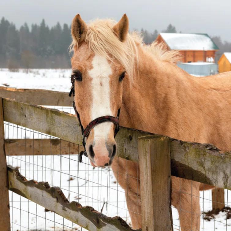 YARDGARD Metal Fencing