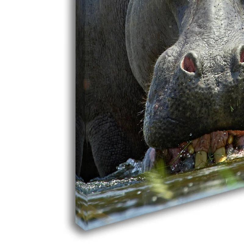 Trademark Fine Art Robert Harding Picture Library " Hippo " by Robert Harding Picture Library