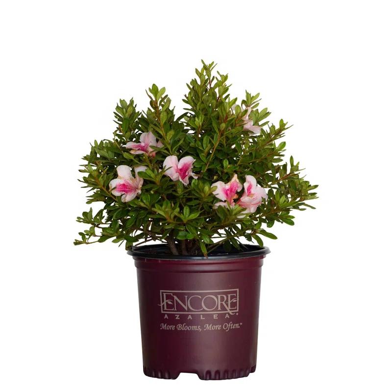 Encore Azalea 1 Gallon Autum Chiffon Encore Azalea Live Low Maintenance Plant