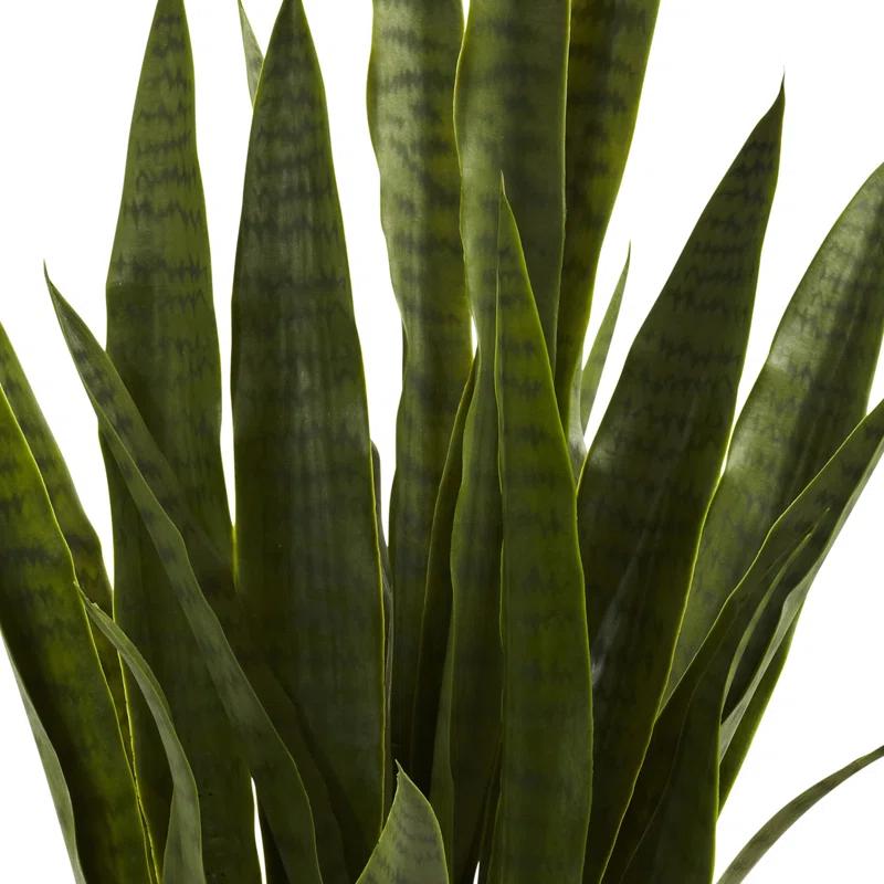 Primrue Sansevieria with Black Planter