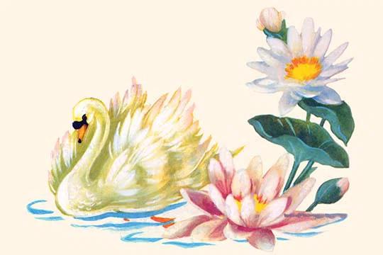 Buyenlarge " Swan Swimming By Pond Flowers "
