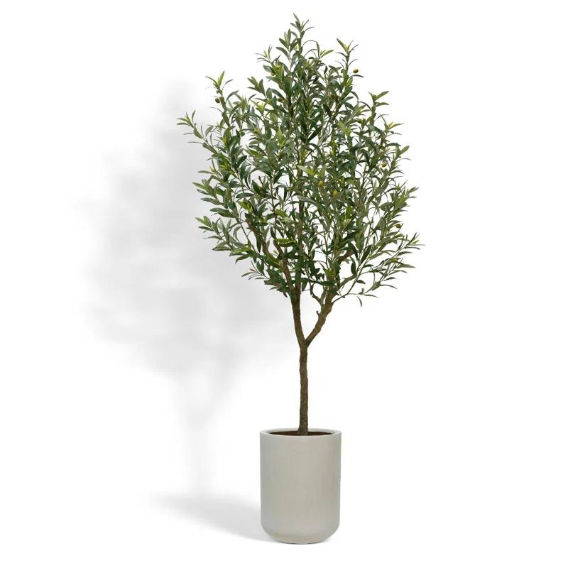 CG Hunter 7FT Olive Tree KD