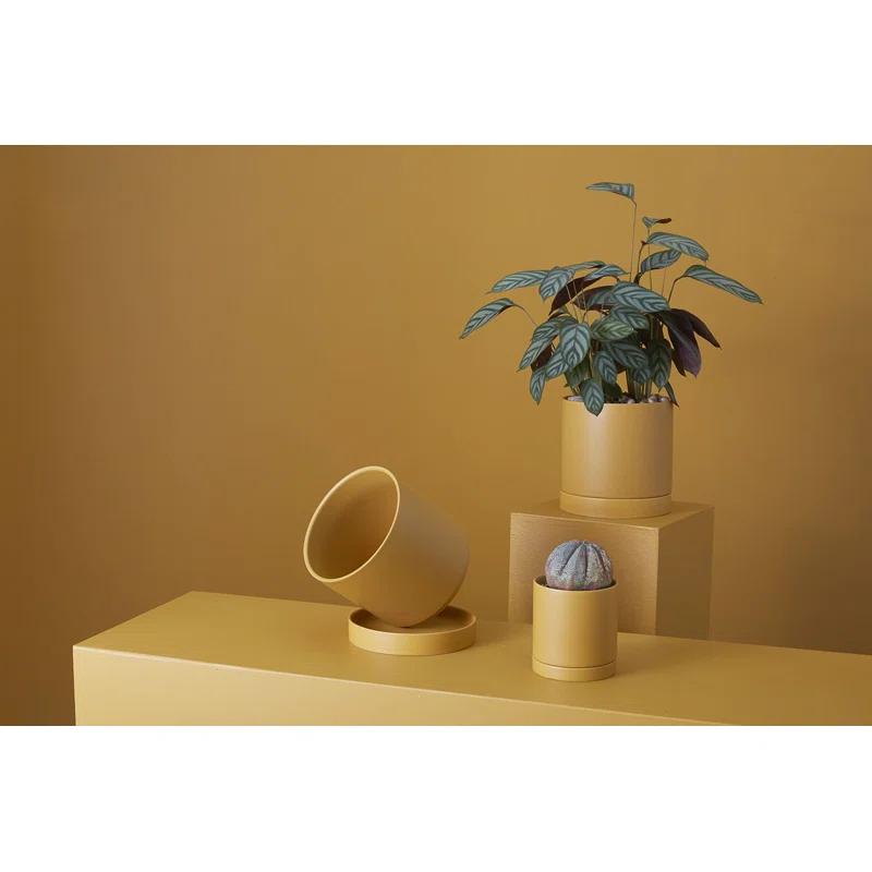 AllModern Carlotta Ceramic Pot Planter