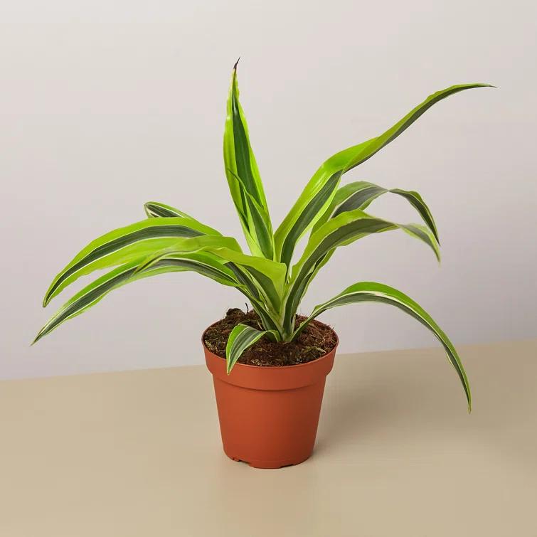 House Plant Shop House Plant Shop Live Dracaena Plant