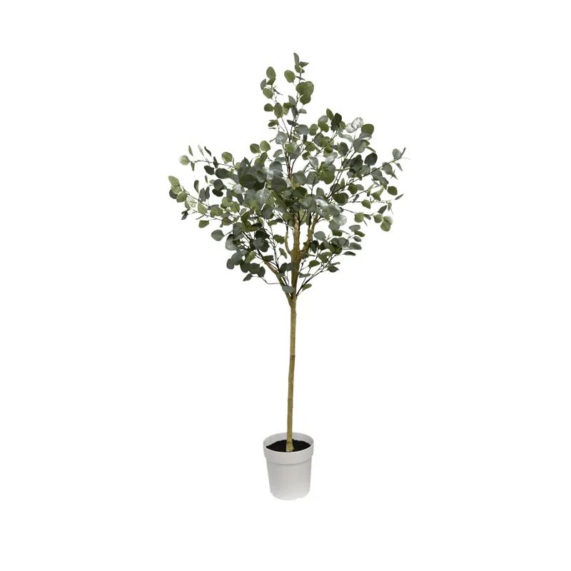Eucalyptus Tree