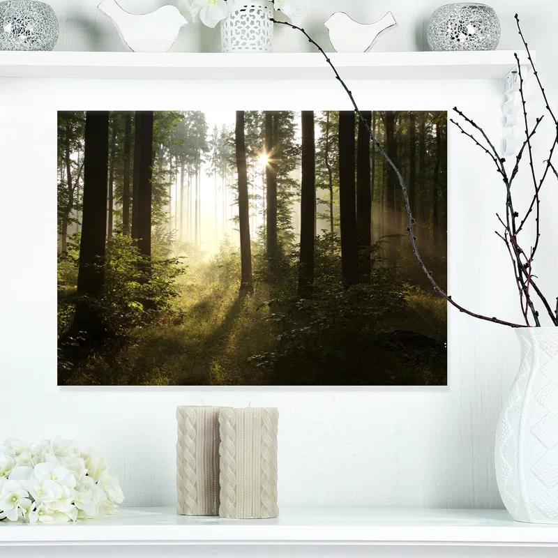 " Early Morning Sun In Misty Forest "